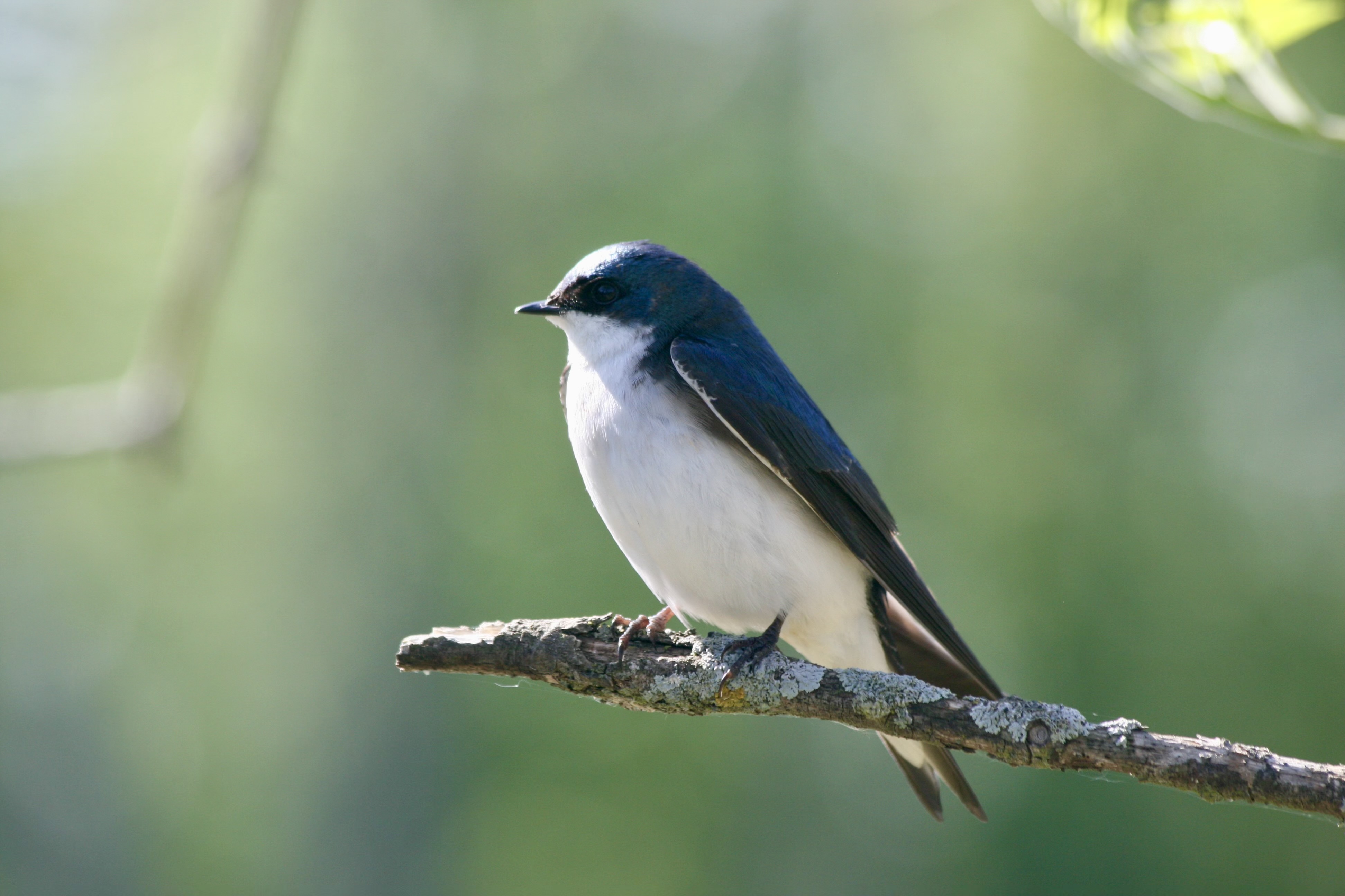 Lakeshore Nature Preserve Birding Tour